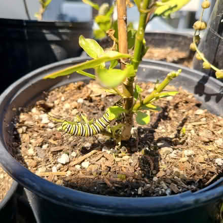 Photo of free Monarch Catepillars (Torrance 90505) #1