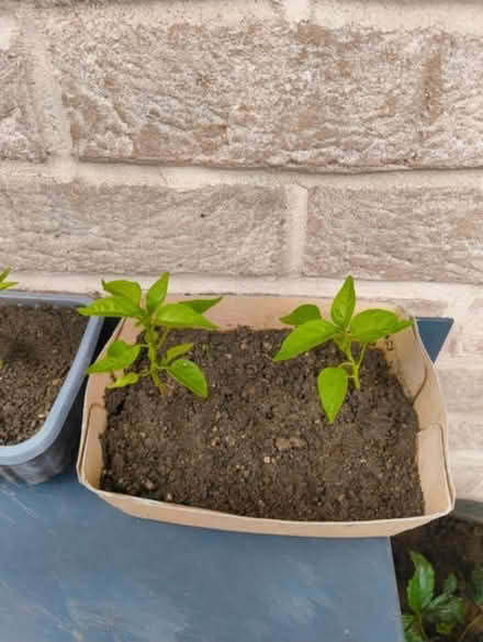 Photo of free Chilli pepper seedlings (Hove Station area BN3) #1