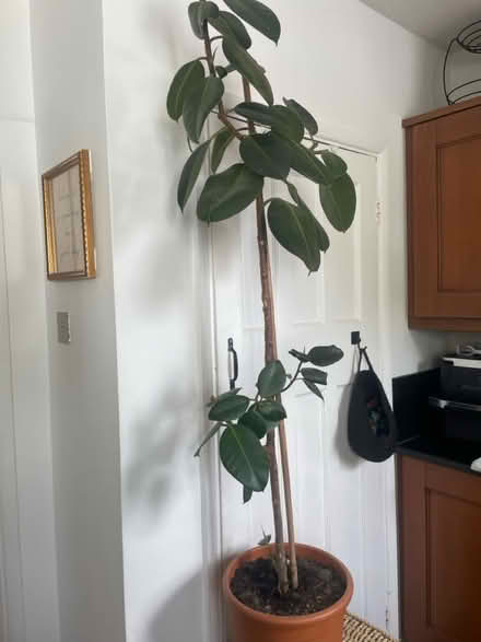 Photo of free Rubber plant (RH2 Reigate) #1