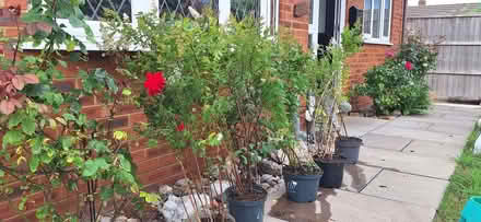 Photo of free 5 pots of meadowsweet. (Stotfold SG5) #1