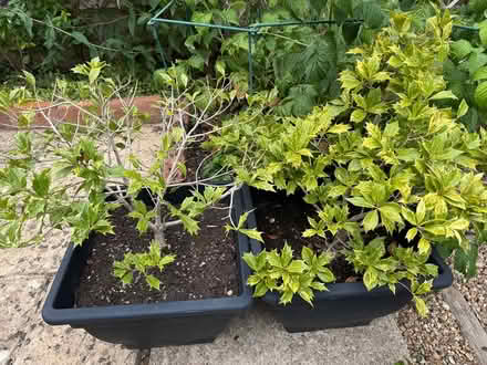 Photo of free Holly Osmanthus (Witney OX28 Deer Park) #1