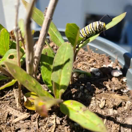 Photo of free Monarch Catepillars (Torrance 90505) #3
