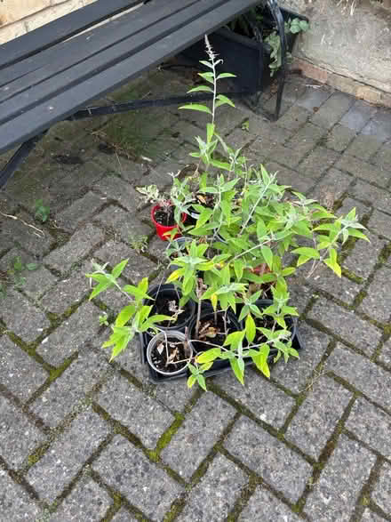 Photo of free Buskins plants (Oxford OX33) #1