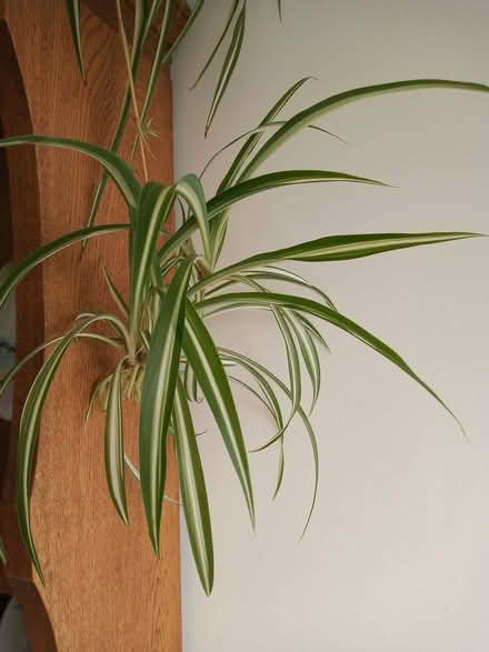 Photo of free Tortoise Treats on offer (Baldock - near centre. SG7) #1