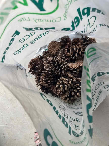 Photo of free For cones for crafting (South Leigh OX29) #2