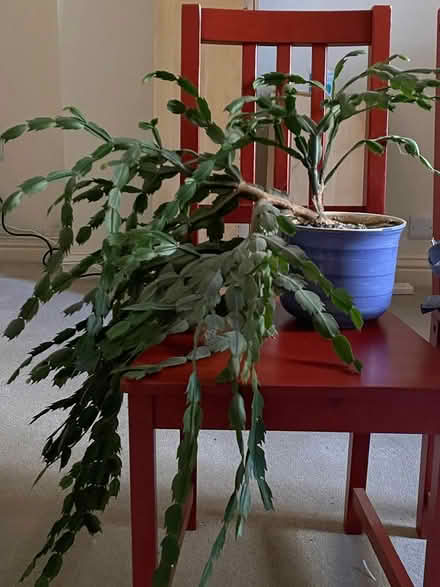 Photo of free Christmas cactus in blue pot (Church Street DE56) #1