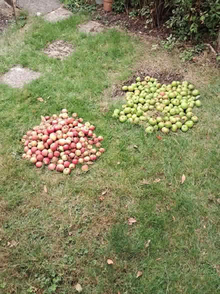 Photo of free Fallen apples for animal feed or possibly cider? (Causeway End MK43) #1