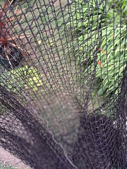 Photo of free Heavy net (Downend GL6) #2