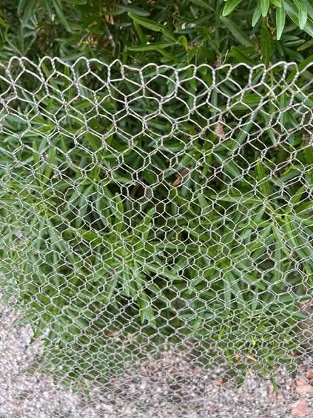 Photo of free Chicken wire (Mortimer RG7) #1