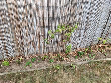 Photo of free Raspberry plants (Headington OX3) #1