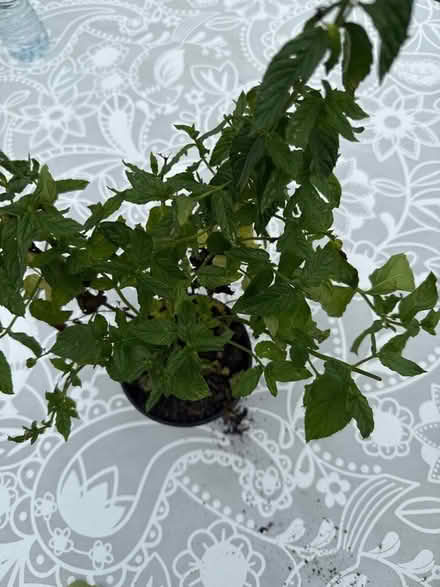 Photo of free Mint plant (Norbury CR7) #2