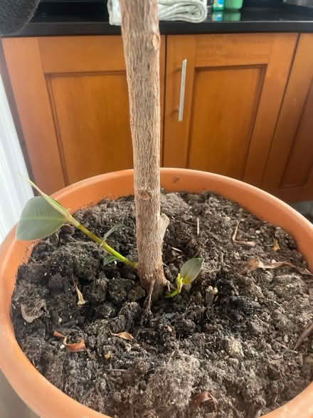 Photo of free Rubber plant (RH2 Reigate) #2