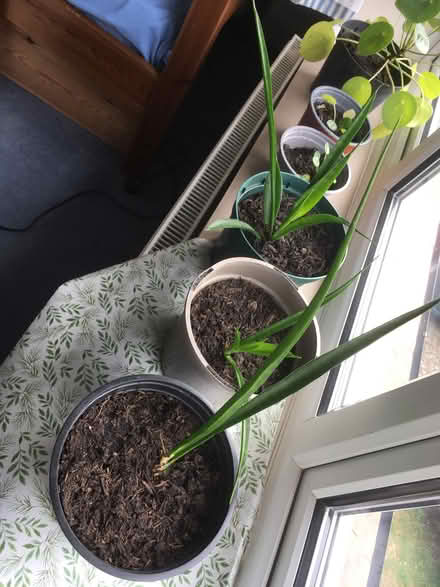 Photo of free Houseplants (New Hinksey OX1) #1