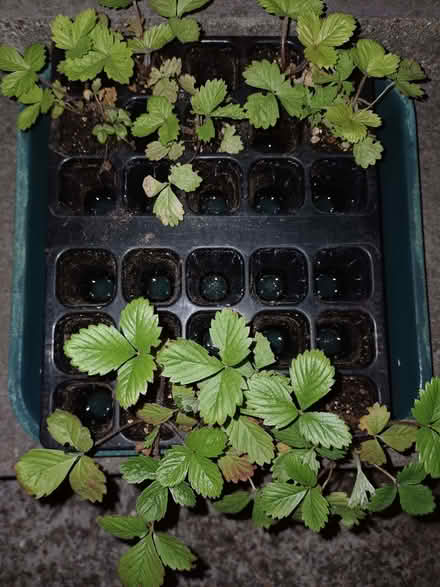 Photo of free Alpine Strawberry plants x 8. (Chichester PO19) #1