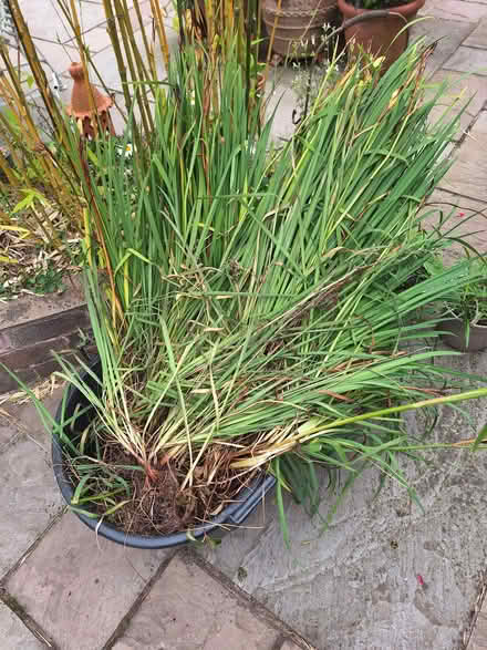 Photo of free Siberian iris (WA16 Marthall) #1