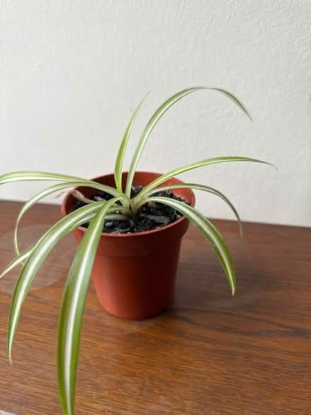 Photo of free Spider plant (Norbury CR7) #1