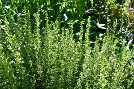 Photo of free Summer savoury (herb plants) (Hatfield AL10) #1