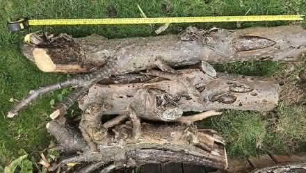 Photo of free Logs (Rochford SS4) #1