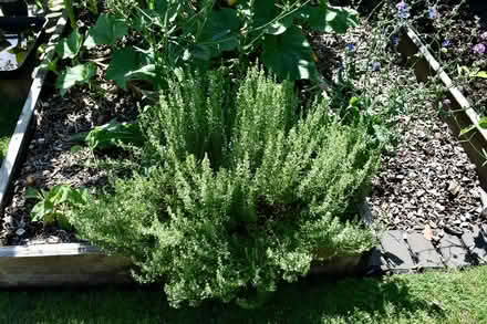 Photo of free Summer savoury (herb plants) (Hatfield AL10) #4