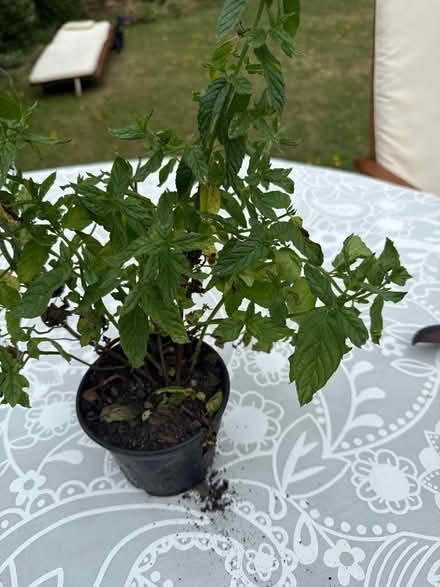 Photo of free Mint plant (Norbury CR7) #1