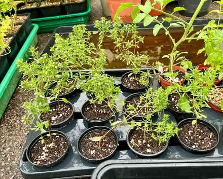 Photo of free Summer savoury (herb plants) (Hatfield AL10) #3