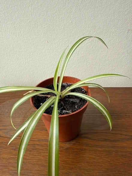 Photo of free Spider plant (Norbury CR7) #2