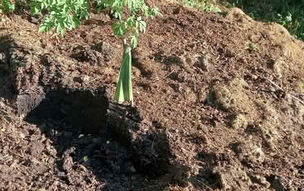 Photo of free Well rotted manure. (Pant SY10) #1