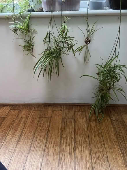 Photo of free Baby spider plants (St Just TR19) #2