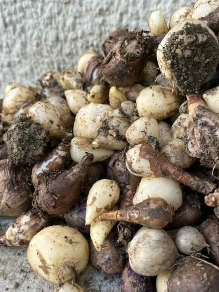 Photo of free Mixed bulbs (Twerton) #1