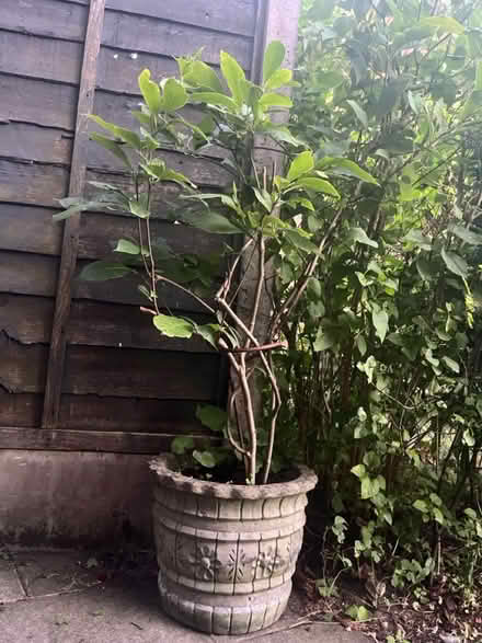 Photo of free Large Plant & Heavy Planter (Newburgh WN8) #1