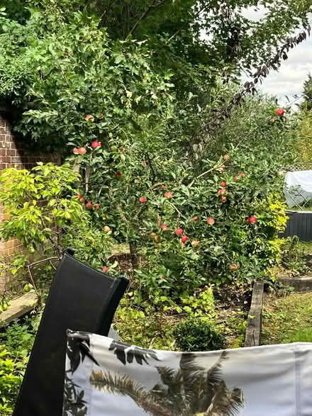 Photo of free Fresh apples (Coleridge Ward CB1) #1