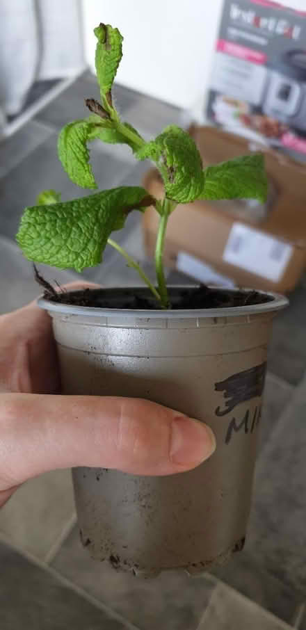 Photo of free Mint plant (Chorley PR6) #1