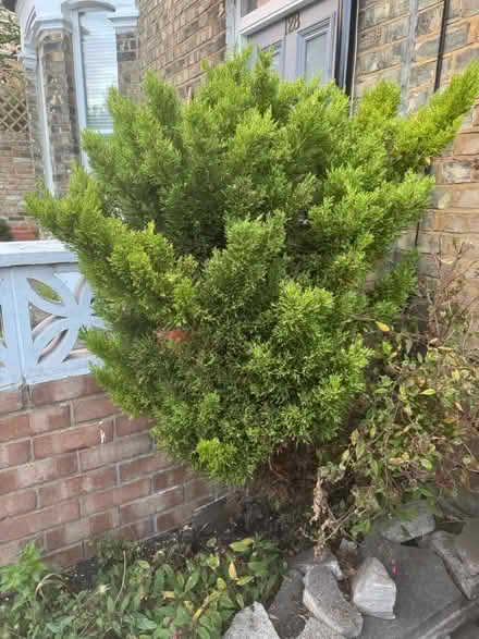 Photo of free Conifertree (Finsbury Park N4) #2