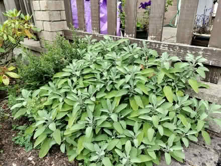 Photo of free Sage plant Cuttings (Little Mill NP4) #1