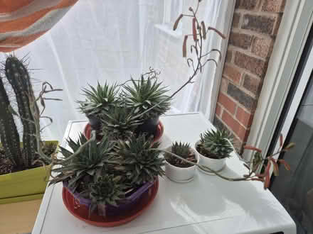 Photo of free Aloe Aristata (Lace Aloe) Succulents (Northwich CW8) #1