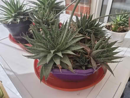 Photo of free Aloe Aristata (Lace Aloe) Succulents (Northwich CW8) #2