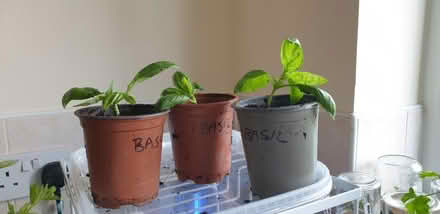 Photo of free 3 basil plants (Chorley PR6) #1