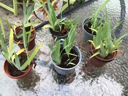 Photo of free Potted perennial plants (6) (Five Oak Green TN12) #1