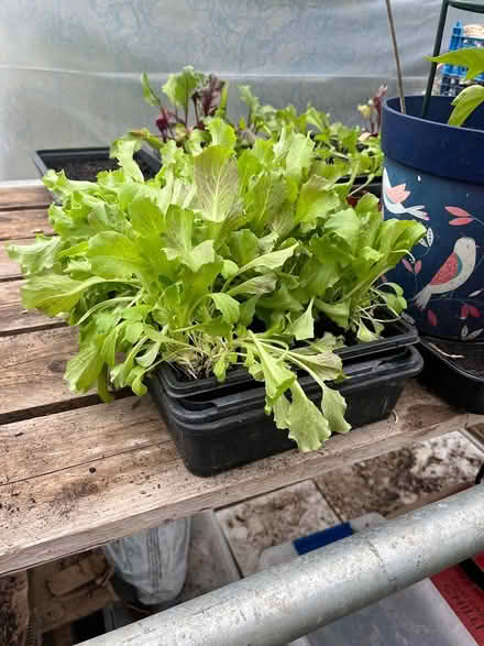Photo of free Lettuce/beetroot plants (Dursley) #1