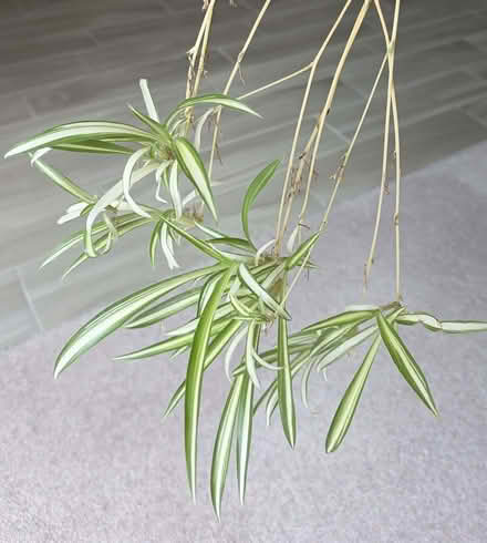 Photo of free Spider plant plantlets (Aston Clinton HP22) #1