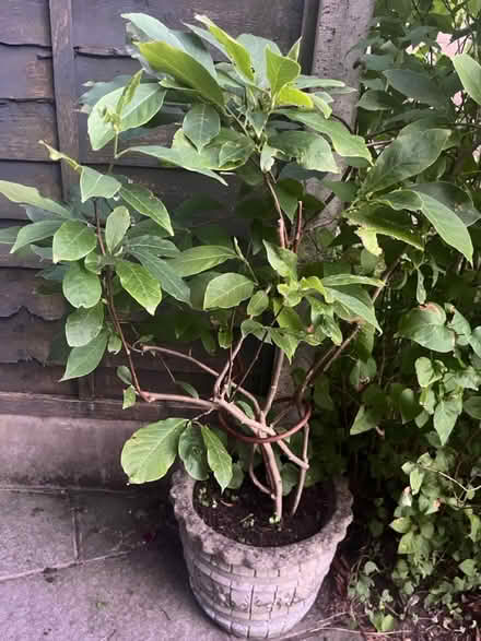 Photo of free Large Plant & Heavy Planter (Newburgh WN8) #3