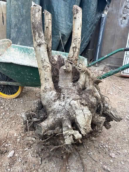 Photo of free Tree stump (Lewes nevill) #1