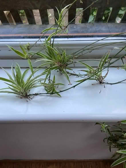 Photo of free Baby spider plants (St Just TR19) #1