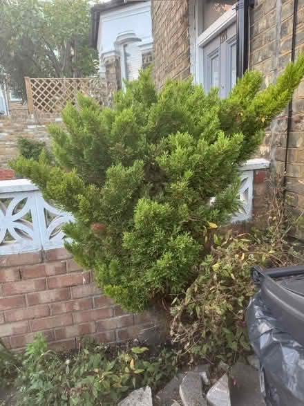 Photo of free Conifertree (Finsbury Park N4) #1