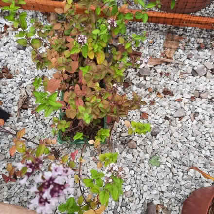 Photo of free Oregano vulgari (Southport PR9) #1