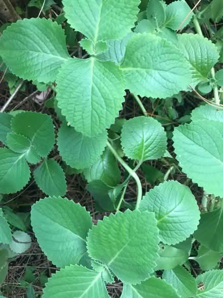 Photo of Oregano plant (Churchill Meadows) #1