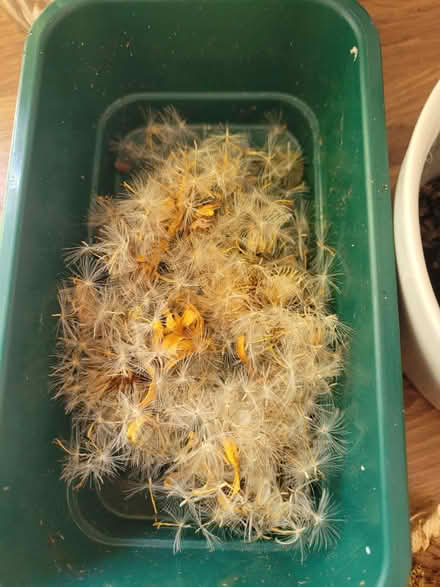Photo of free Gerbera seeds (BN1) #1
