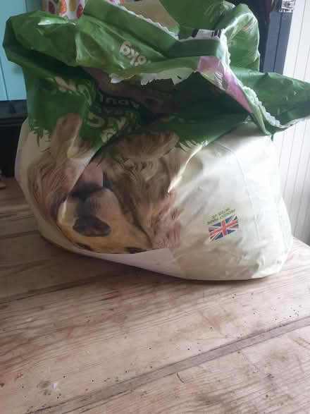 Photo of free Dry dog food (small biscuit shapes) (Forest Hill nr H'dington OX33) #1