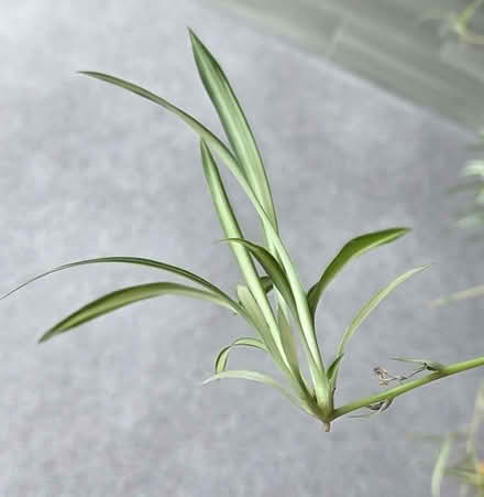 Photo of free Spider plant plantlets (Aston Clinton HP22) #2