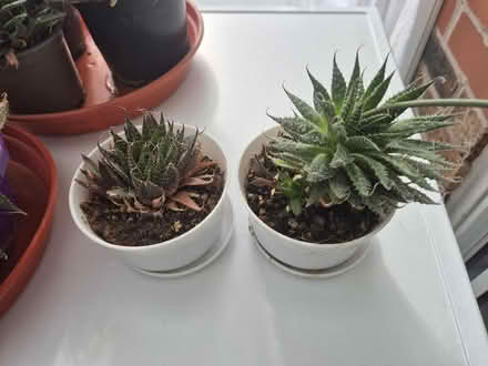 Photo of free Aloe Aristata (Lace Aloe) Succulents (Northwich CW8) #4
